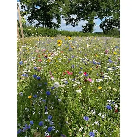 Nyaraló 1-bedroom Seedorf